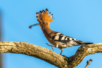 Wiedehopf (Upupa epops)