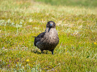 Skua bird in Handa island in Scotland