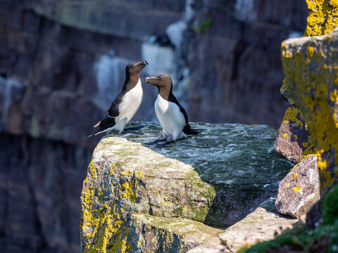 Razorbills in Handa island in Scotland
