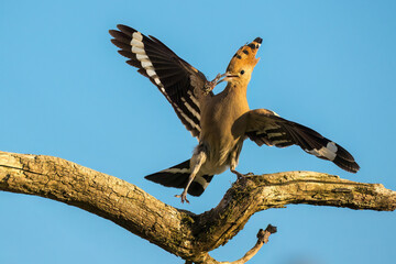 Wiedehopf (Upupa epops)