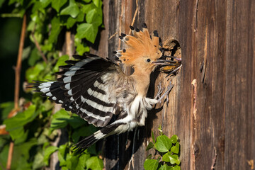 Wiedehopf (Upupa epops)