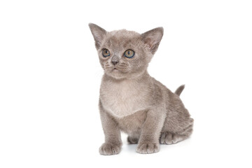 Kitten of the European Burmese, gray
