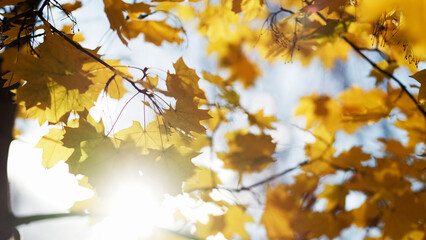 Autumn leaves. Nice weather. Nature beauty. Orange tree branches on blue sky background of sunshine rays.