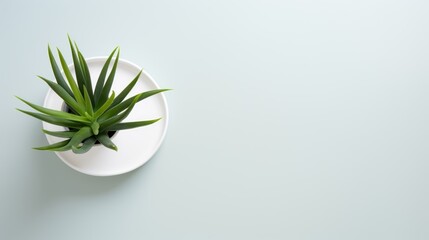  a small potted plant sitting on top of a white plate on a light blue surface with a green plant in the middle of the top of the pot and bottom of the pot. - obrazy, fototapety, plakaty