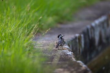 Graceful wagtail by the stream
