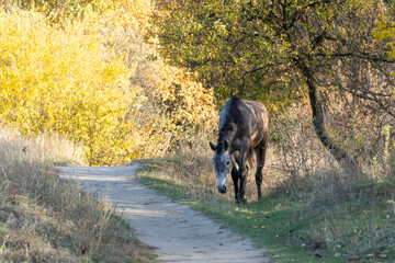 Beautiful roan horse grazing in pasture. Gray mare eating autumn grass. Adult female equus caballus with dark tail and mane on field. Spotted perissodactyla pluck and eating plants on sunny day.