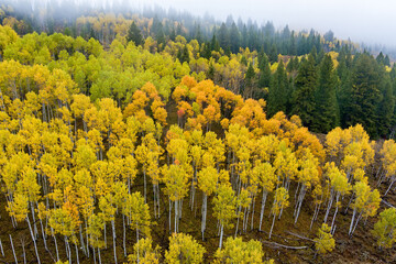 Naklejka premium Aspen forest in full fall color as seen from above