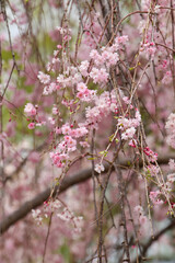上賀茂神社の斎王桜