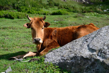 A cow sitting behind a mountain rock after grazing on the meadow below Rakaposhi mountain range.
