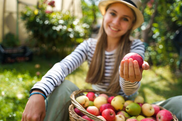 A young gardener girl holds out an apple to the camera, next to a basket with a freshly harvested...