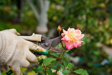 A gardener's hand in a dirty glove cuts off a rose with a pruner, gardening