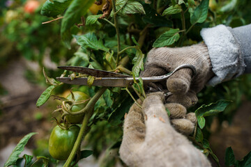A gardener's hand in a dirty glove cuts off a branch of a tomato bush with a pruner, gardening