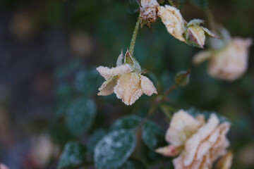 Wilted roses in frost in late autumn in the garden