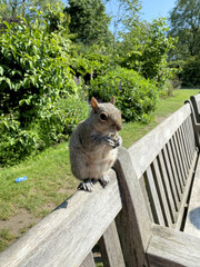 squirrel in the park
