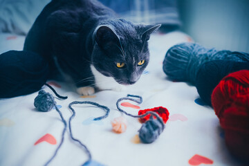 A domestic fluffy cat sits on the bed among skeins of yarn and balls of wool and looks with...