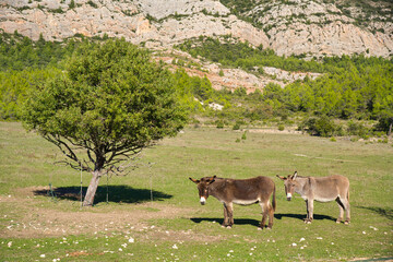 Montagne de Sainte Victoire in Südfrankreich