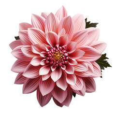 pink, flower, isolated, transparent background, nature, botany, vibrant, delicate, beauty, bloom