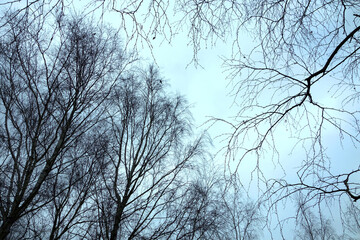Fototapeta na wymiar Bare branches of birch and deciduous trees against the blue sky , winter without snow January