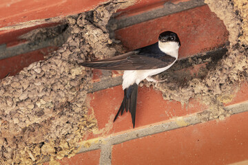A swallow bird build its new nest on a red brick wall in a shed.