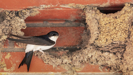 The swallow sits in a nest, under the ceiling by the bricks wall.
