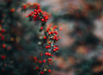 red berries of the yam bush 