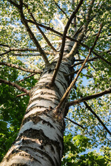 Obraz premium A black and white variegated birch trunk and its branches with abundant foliage photographed from below against a blue sky