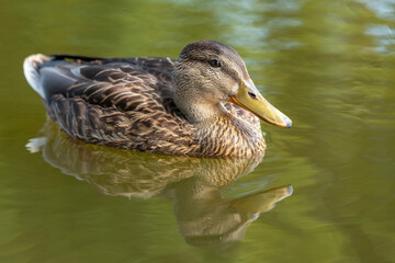 A beautiful cute duck swimming in the water towards us close up