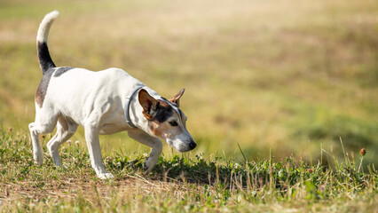 A white dog with brown spots and a straight tail walking along a green pond bank on a sunny summer day and sniffing for tracks.