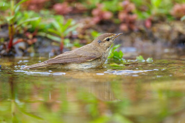 Zilpzalp (Phylloscopus collybita)