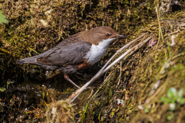 Wasseramsel (Cinclus cinclus)