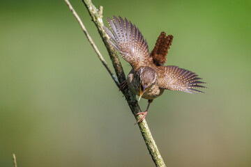 Zaunkönig (Troglodytes troglodytes)