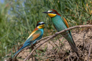 Bienenfresser (Merops apiaster)