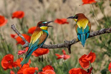 Bienenfresser (Merops apiaster)