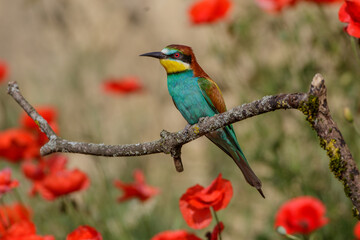 Bienenfresser (Merops apiaster)