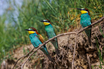 Bienenfresser (Merops apiaster)