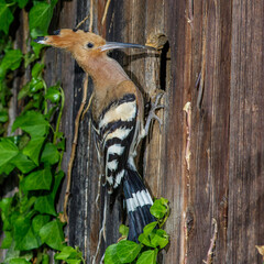 Wiedehopf (Upupa epops) © Rolf Müller