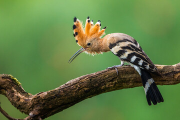 Wiedehopf (Upupa epops) © Rolf Müller