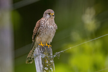 Turmfalke (Falco tinnunculus) Männchen