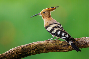 Wiedehopf (Upupa epops)