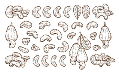Vector cashew hand-drawn illustrations, cashew nut kernels, apples and leaves
