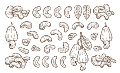 Fotobehang Vector cashew hand-drawn illustrations, cashew nut kernels, apples and leaves © Vlad Klok