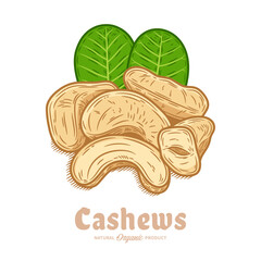 Vector cashew nuts hand-dralwn coorful illustration
