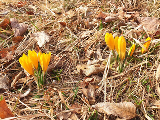 Crocus chrysanthus flowers grow in dry grass in the park.