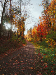Autumn landscape in the forest. Road to autumn. 