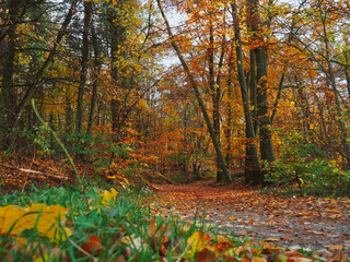 Autumn landscape in the forest. Road to autumn. 