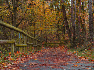 Autumn landscape in the forest. Road to autumn. 