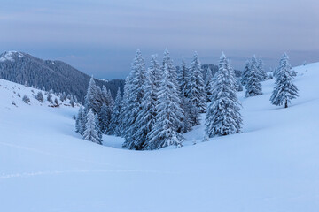 Cold winter landscape with fir trees under snow in a mountain valley