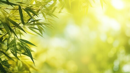  a close up of a bamboo plant with the sun shining through the leaves and the leaves of the plant in the foreground.