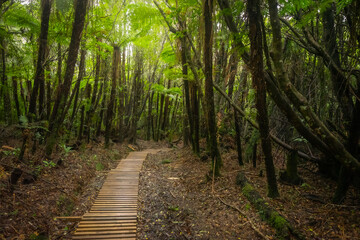 Fototapeta na wymiar The photo shows forest with wooden walking path in Egmont National park, New Zealand.