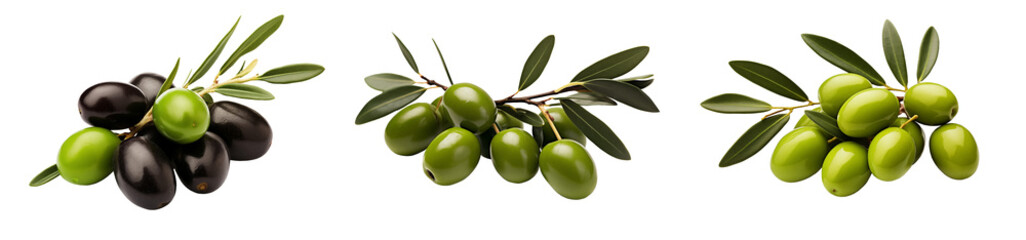 Set of different olive branches isolated on a transparent background. Olives on a branch.  PNG cut file. 
